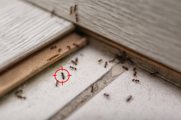 Best Pest Prevention Services  in Glendale, AZ