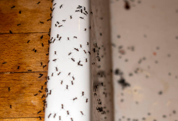Trusted Glendale, AZ Pest Control Experts