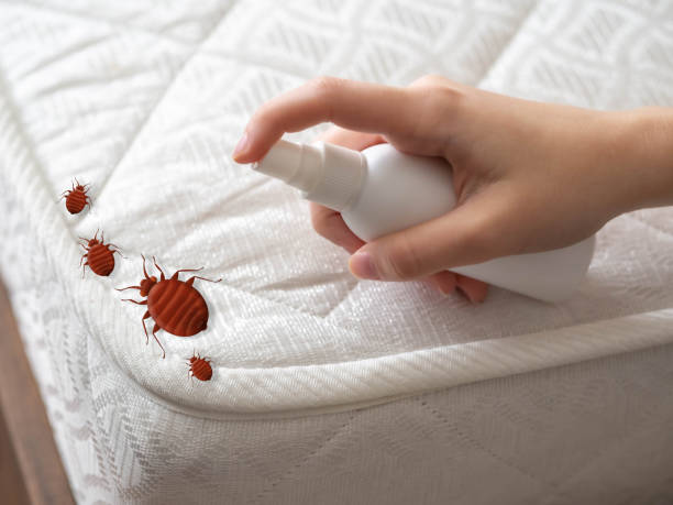 Best Mosquito Control Services  in Glendale, AZ